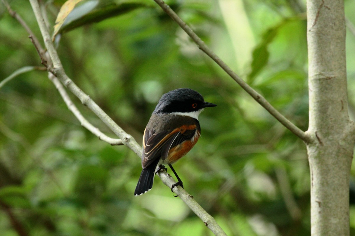 Cape Batis (Cape) - ML648363552
