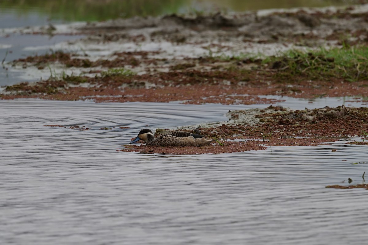 Blue-billed Teal - ML648364182