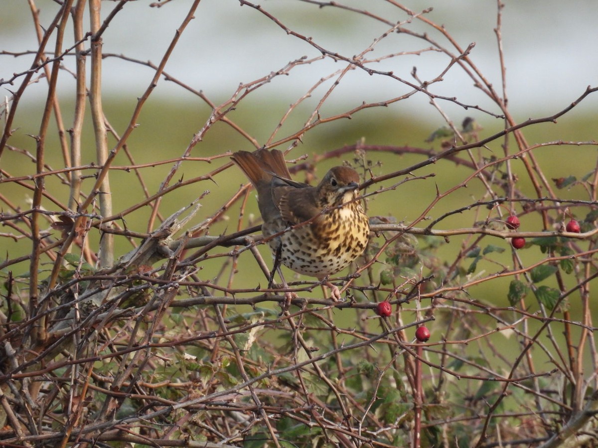 Song Thrush - ML648364651