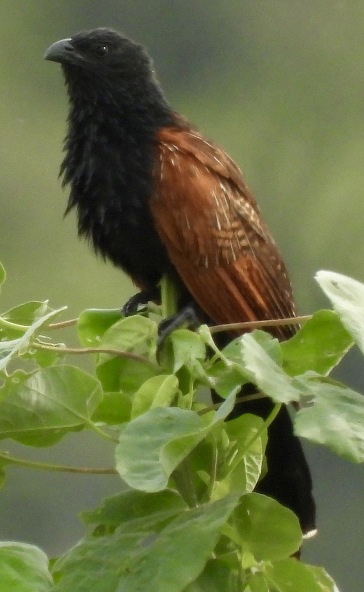 Black Coucal - ML648365306