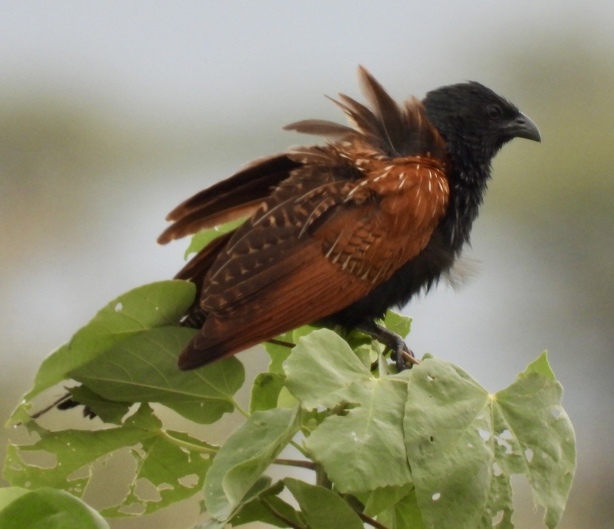 Black Coucal - ML648365307