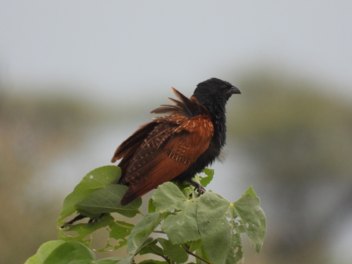 Black Coucal - ML648365308