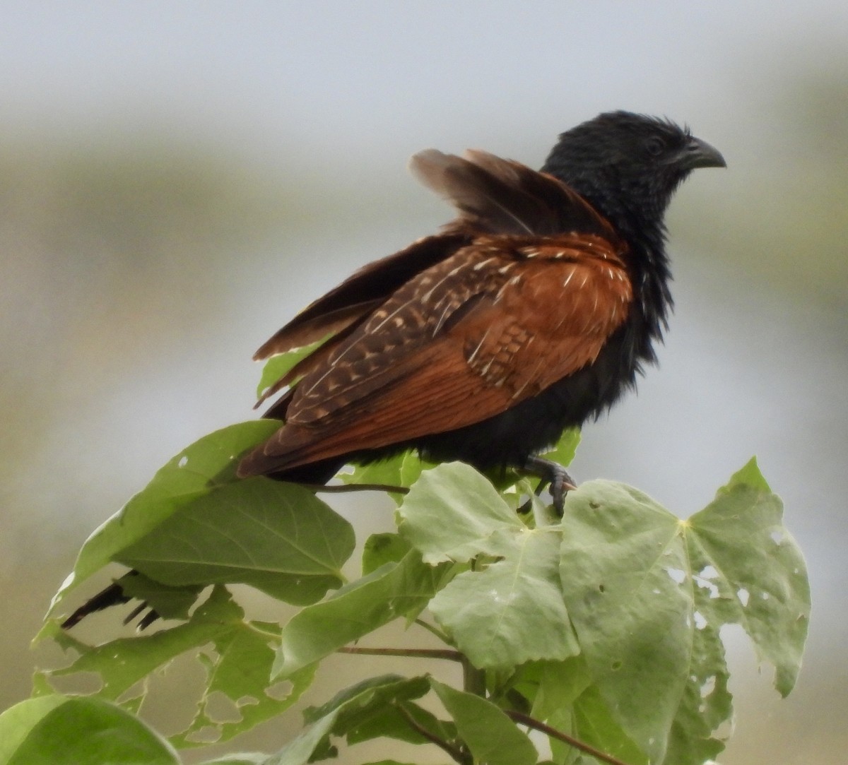 Black Coucal - ML648365309