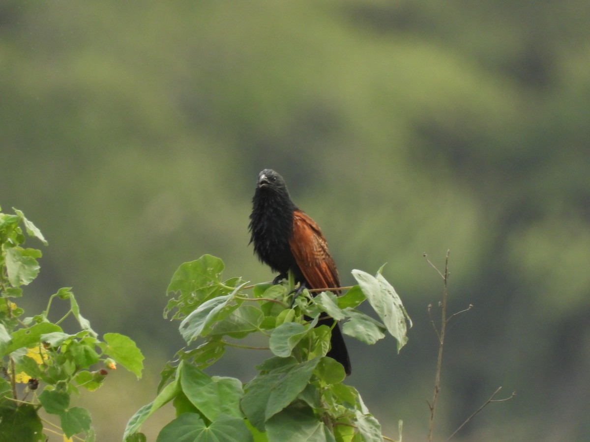 Black Coucal - Bradley Fouche