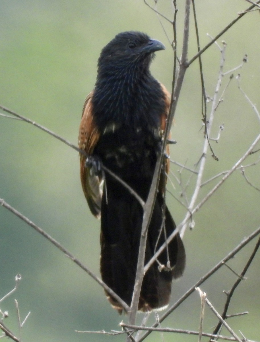 Black Coucal - ML648365312