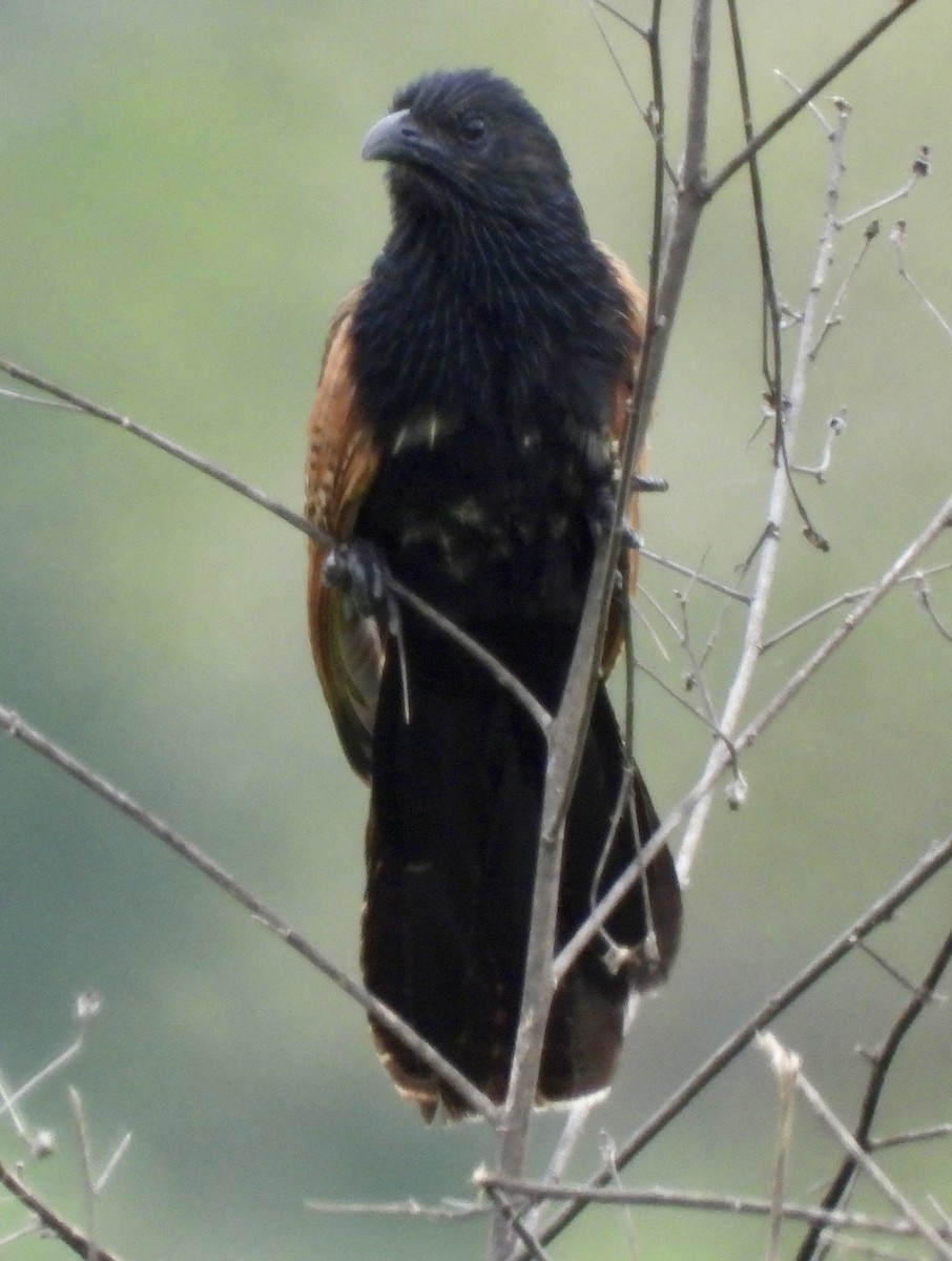 Black Coucal - ML648365313