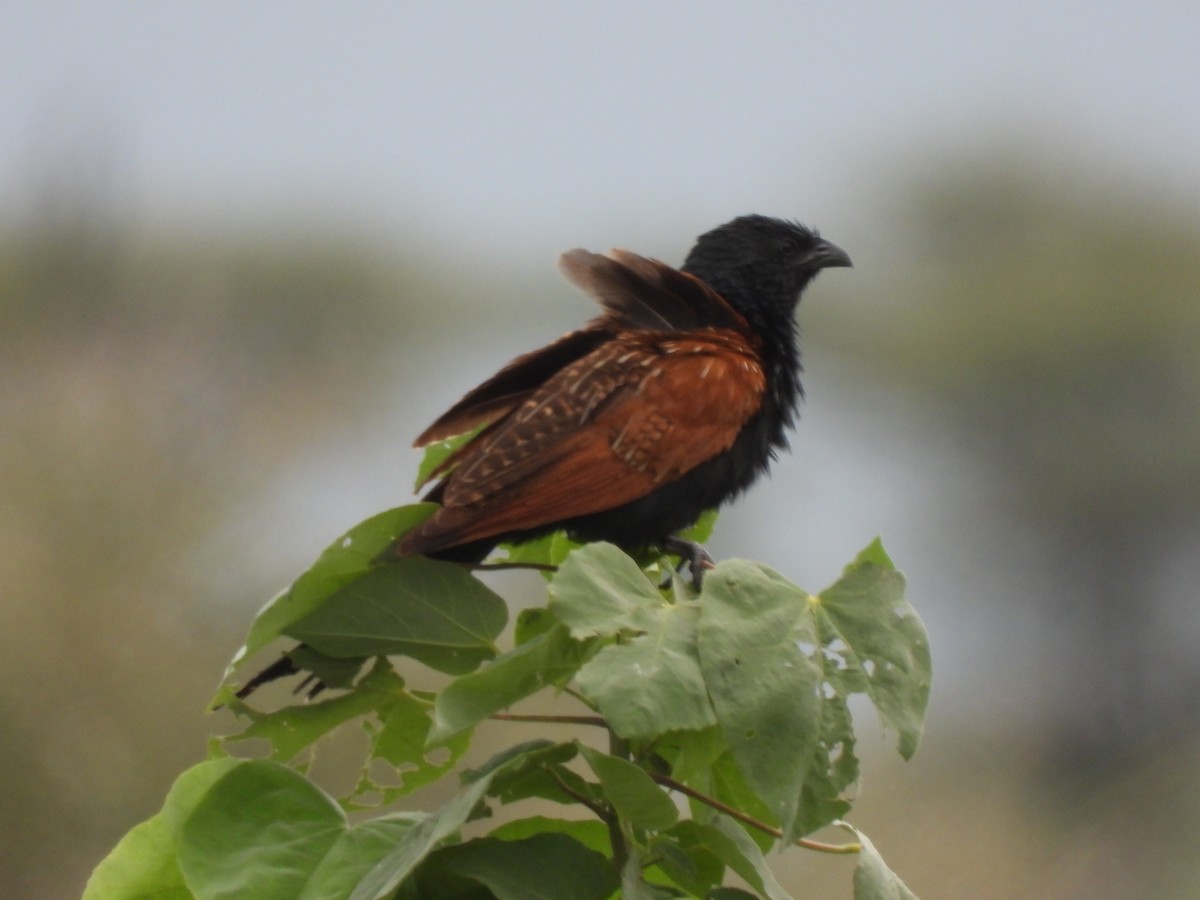 Black Coucal - ML648365314