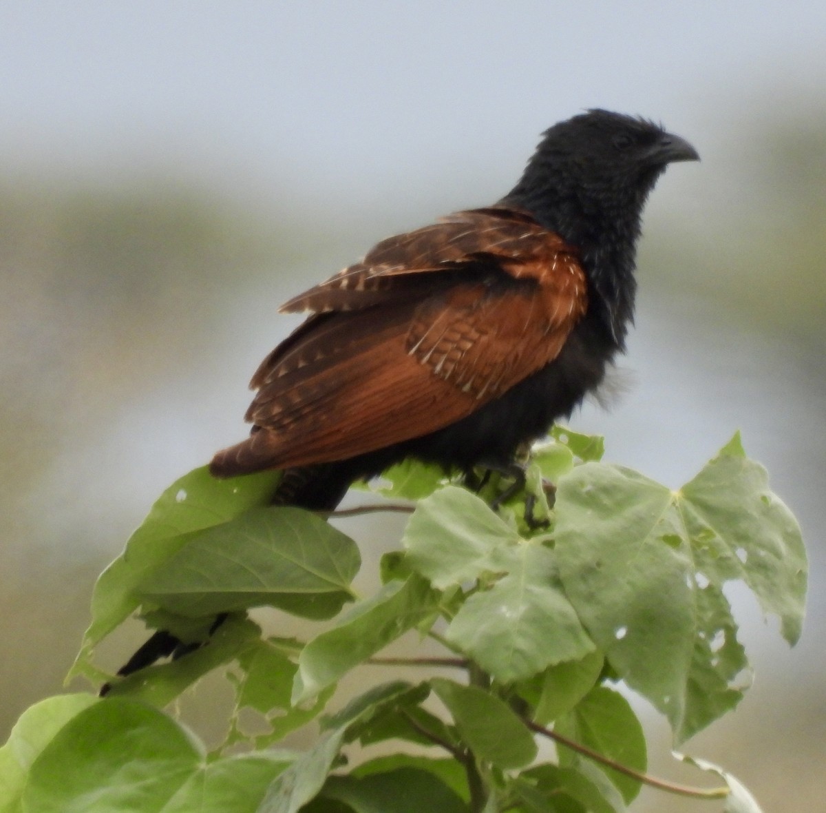 Black Coucal - ML648365315