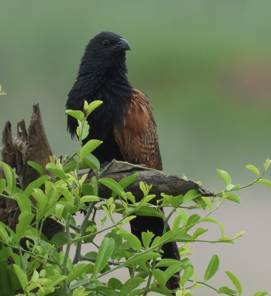 Black Coucal - ML648365316