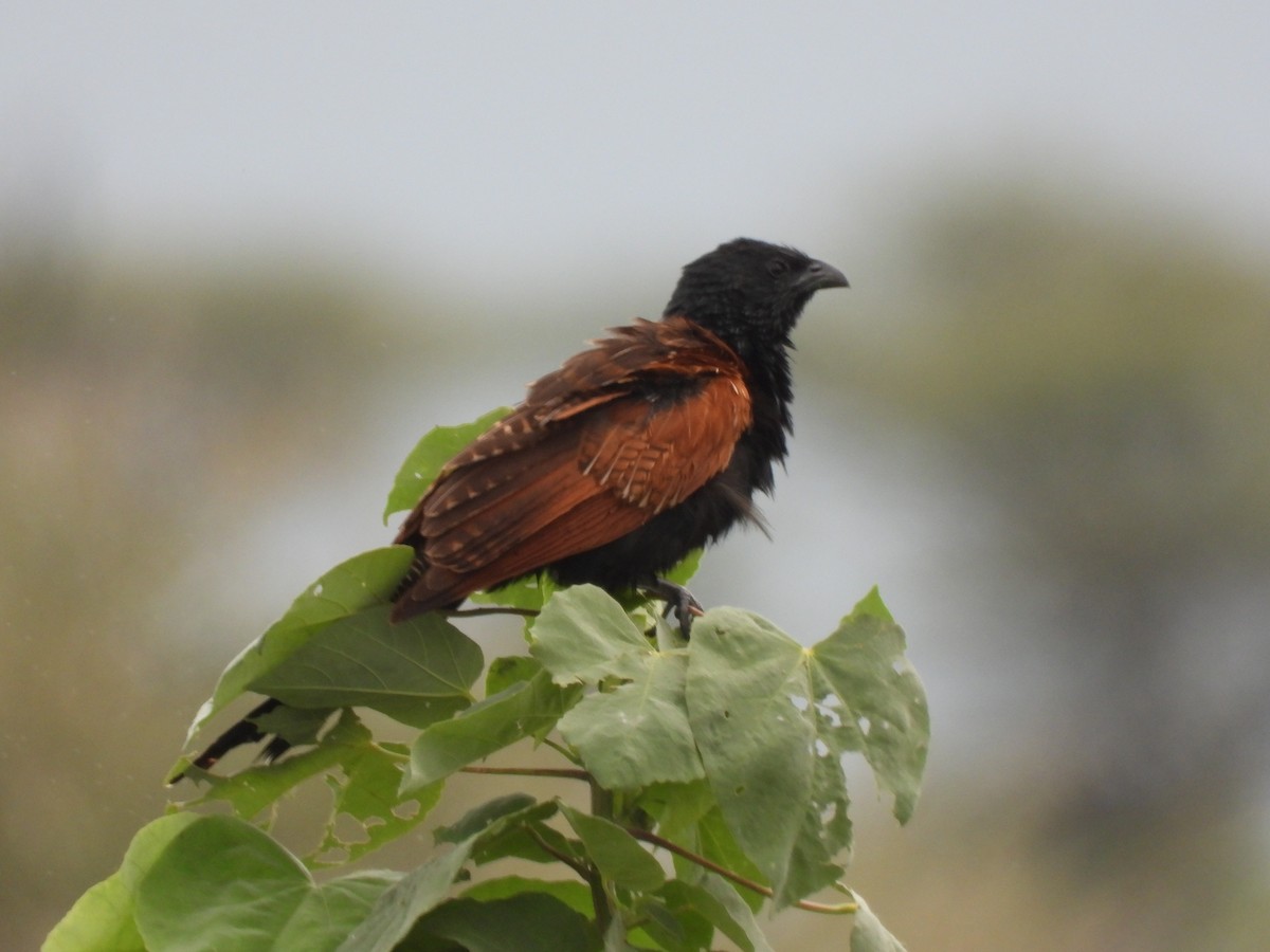 Black Coucal - ML648365317