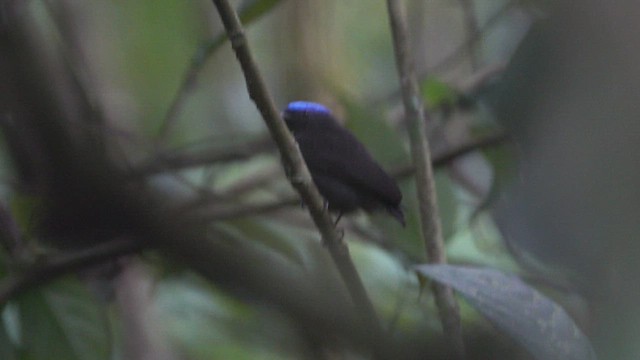 Салтарин синьоголовий - ML648366071