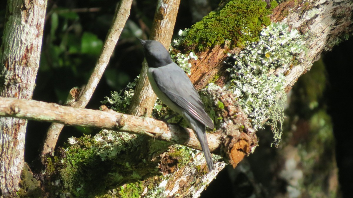 Madagascar Cuckooshrike - ML648366095