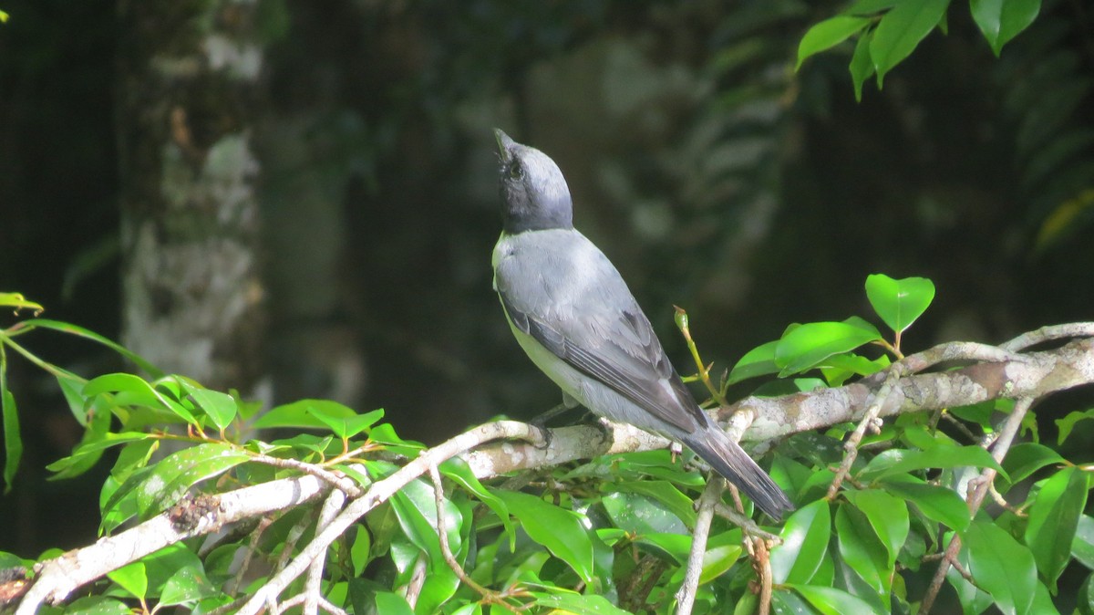 Madagascar Cuckooshrike - ML648366096