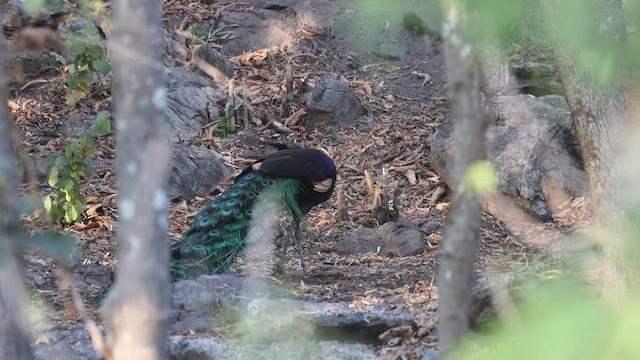 Павич синьокрилий - ML648366548