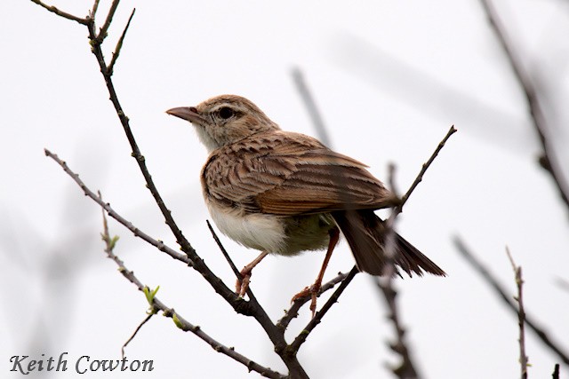 krattlerke (africanoides gr.) - ML648366918