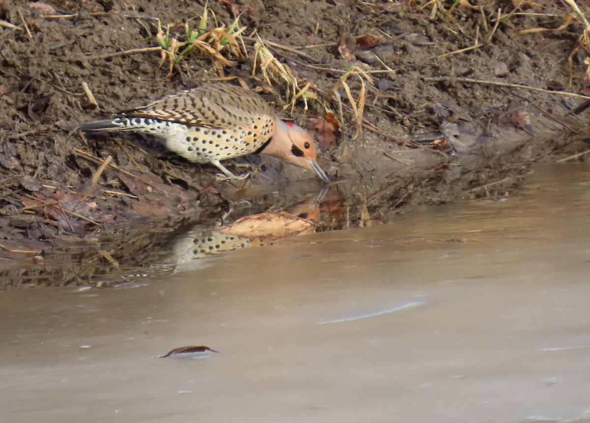 Northern Flicker - ML648367781