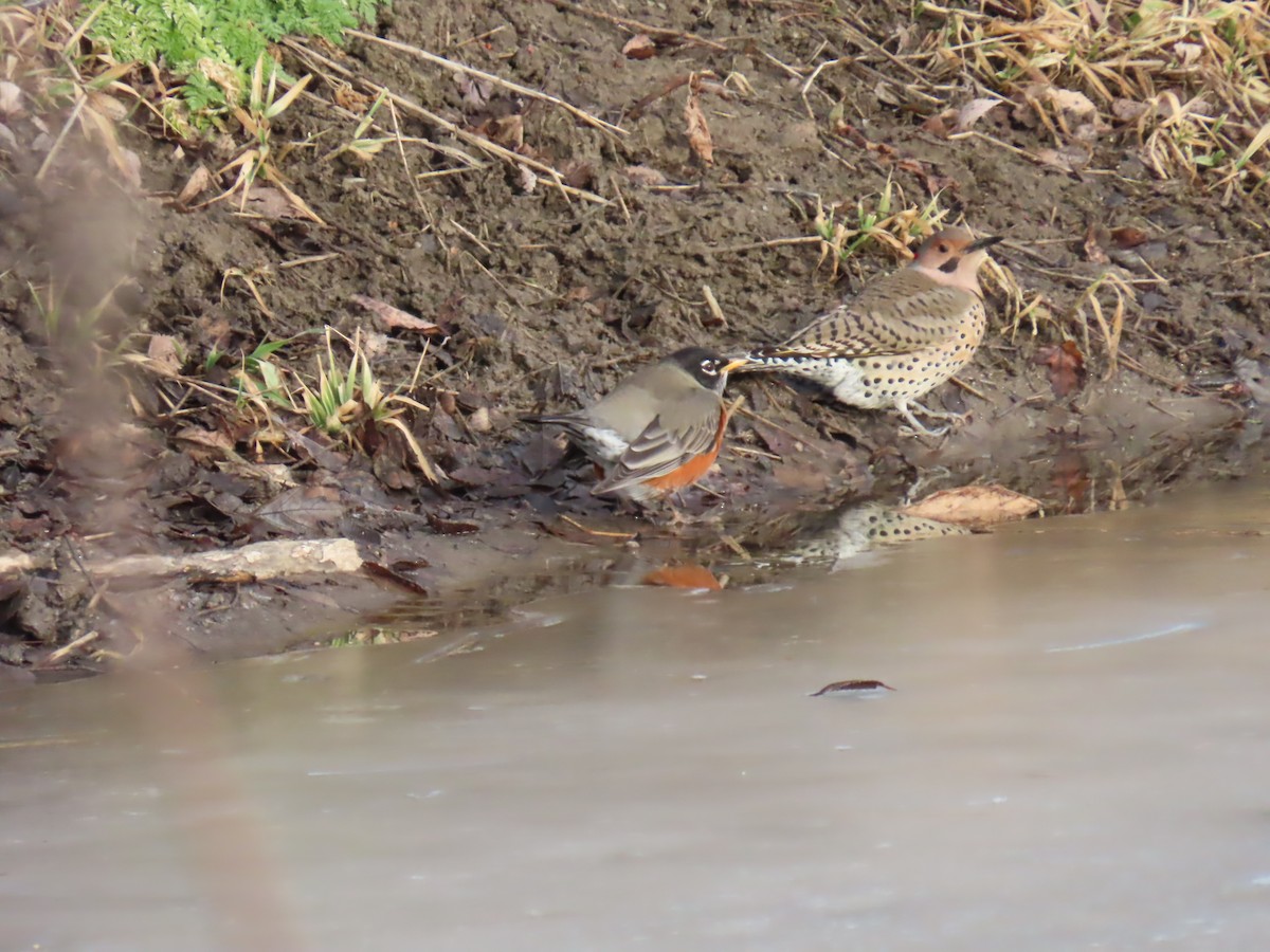 American Robin - ML648367990