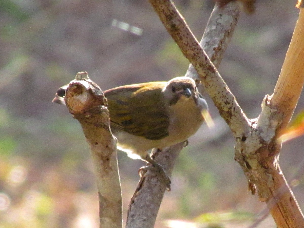 Lesser Honeyguide - ML648368225