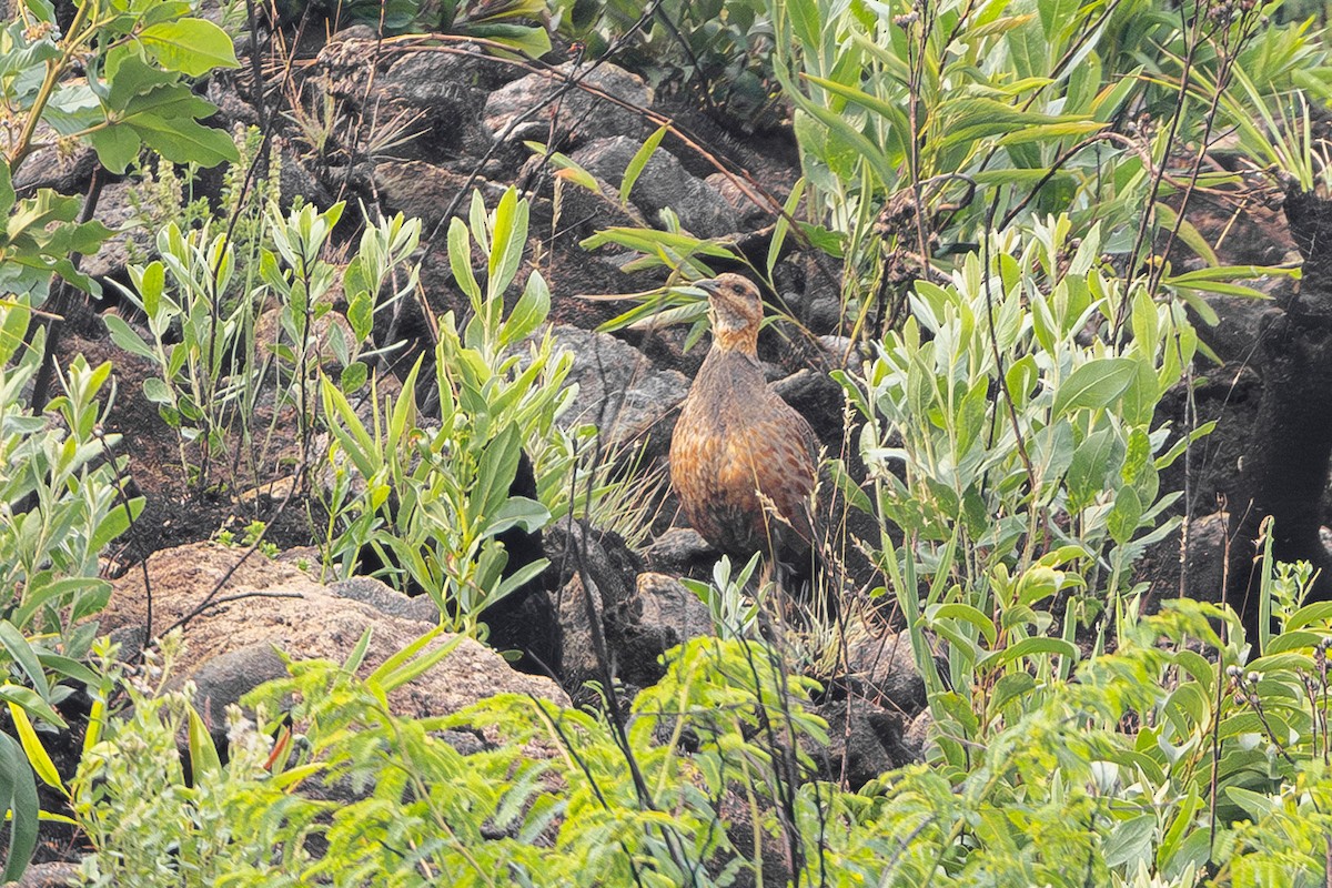 cuanzafrankolin - ML648368642