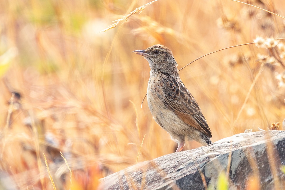 Angola Lark - Julien Mazenauer | Ornis Birding Expeditions