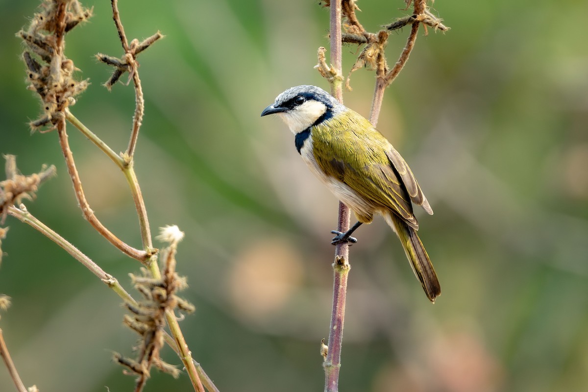 varslerbylbyl - ML648368676