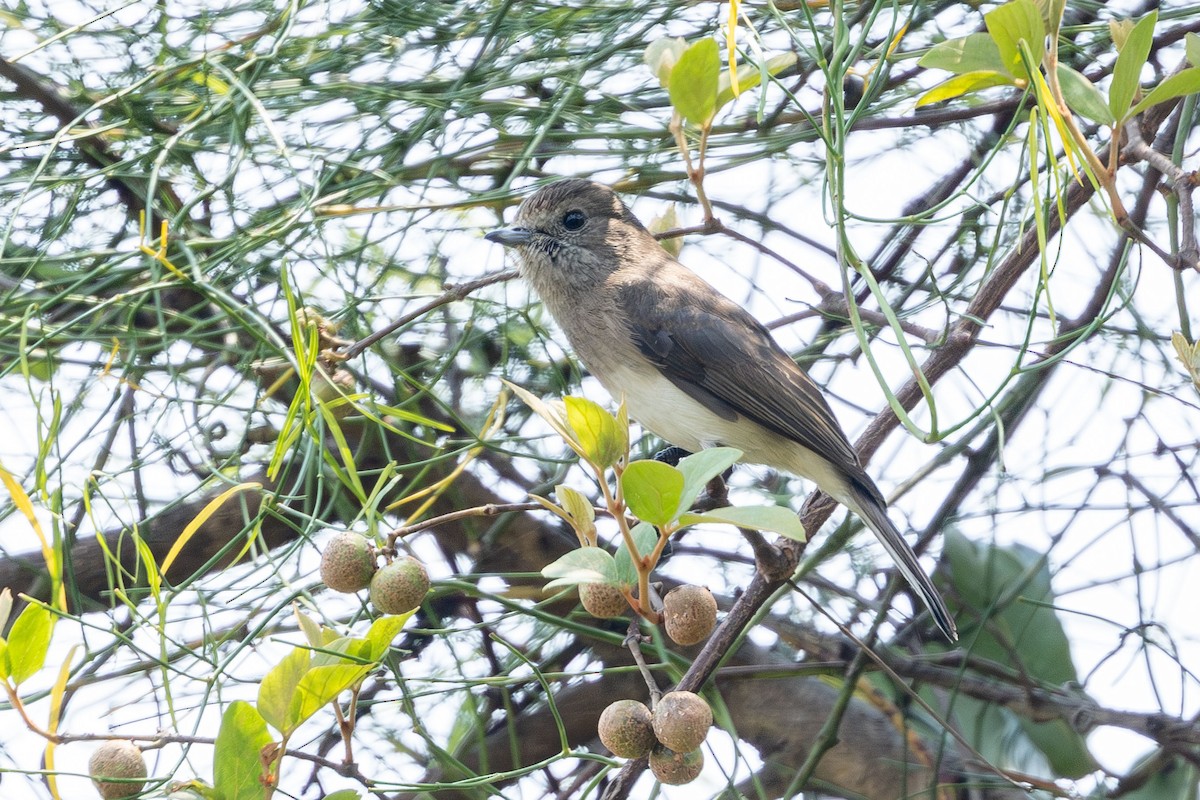 angolafluesnapper - ML648368682