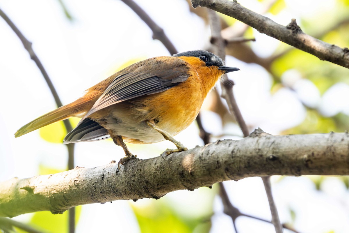 storakalat - ML648368700