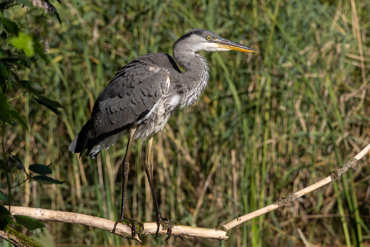 Gray Heron - ML648368805
