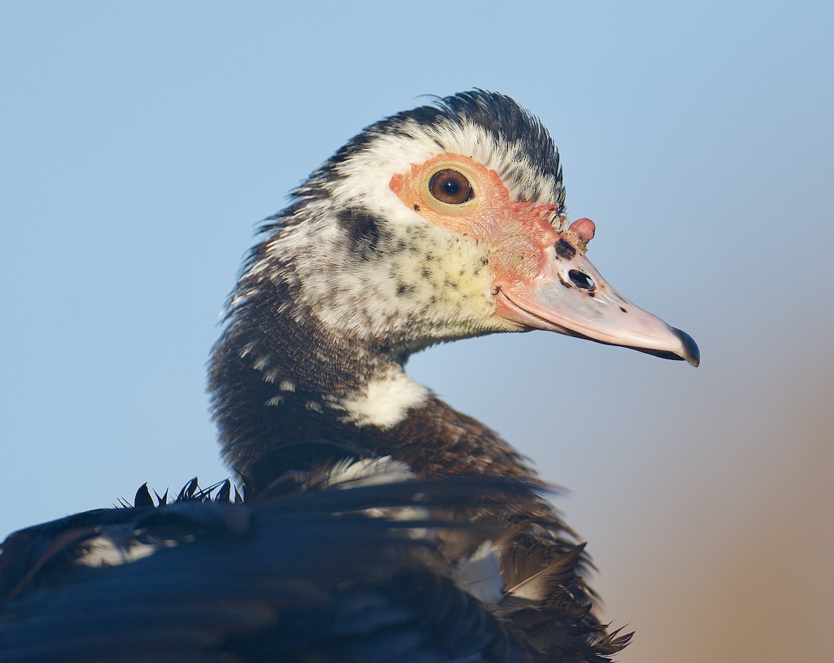 Muscovy Duck (Domestic type) - ML648368855