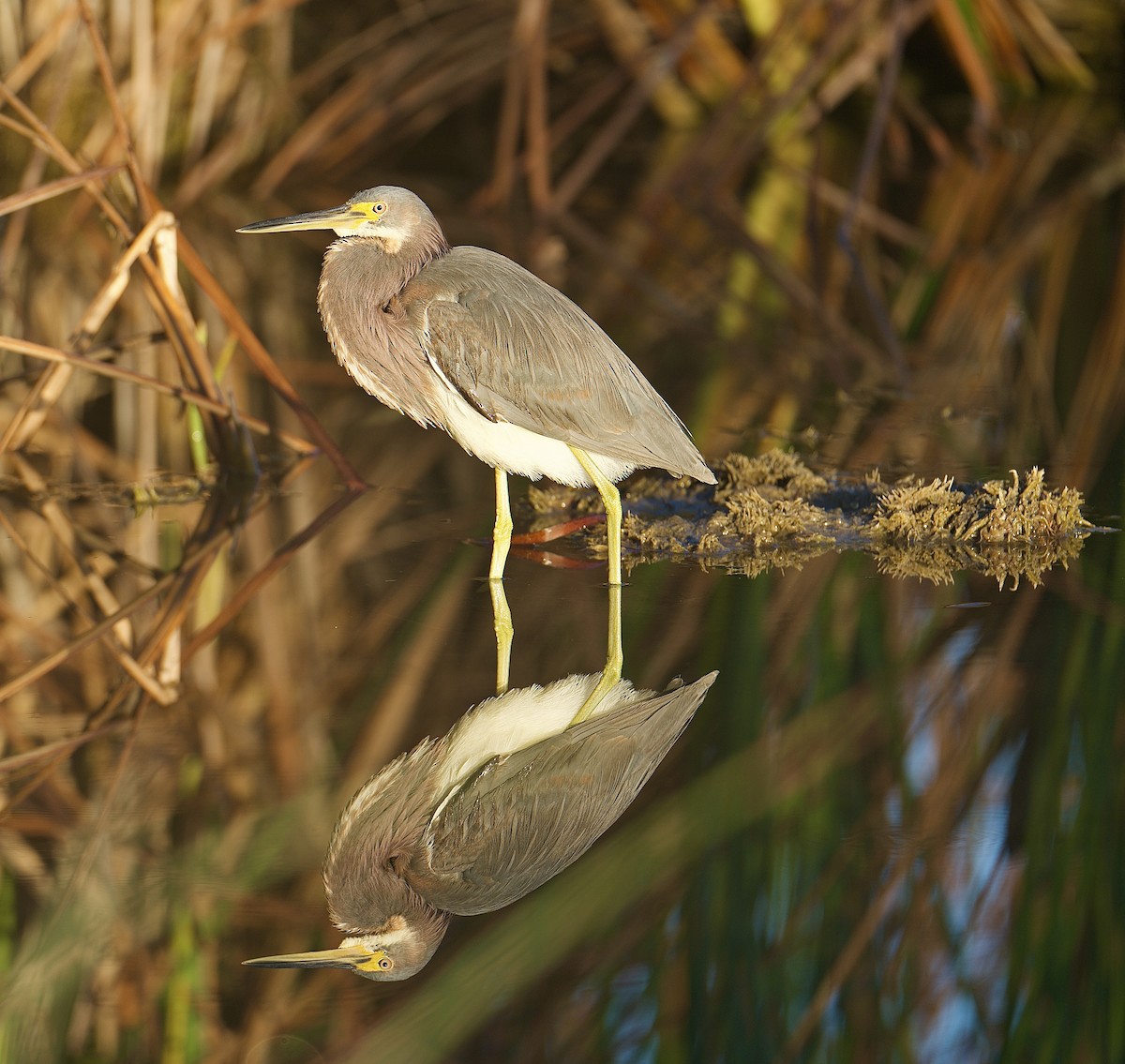 Tricolored Heron - ML648368873