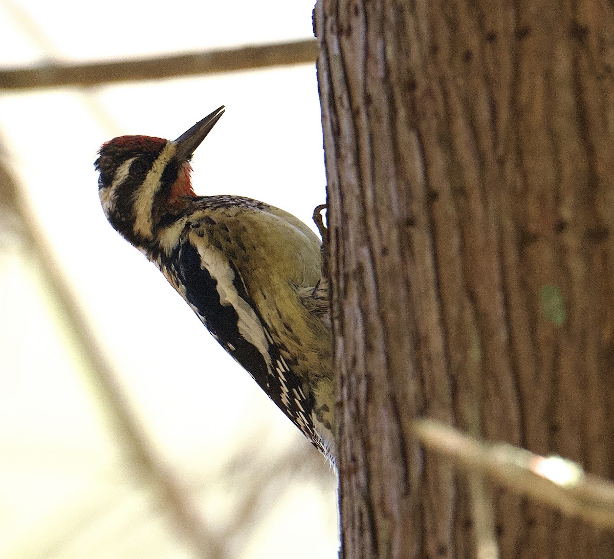 Yellow-bellied Sapsucker - ML648368878