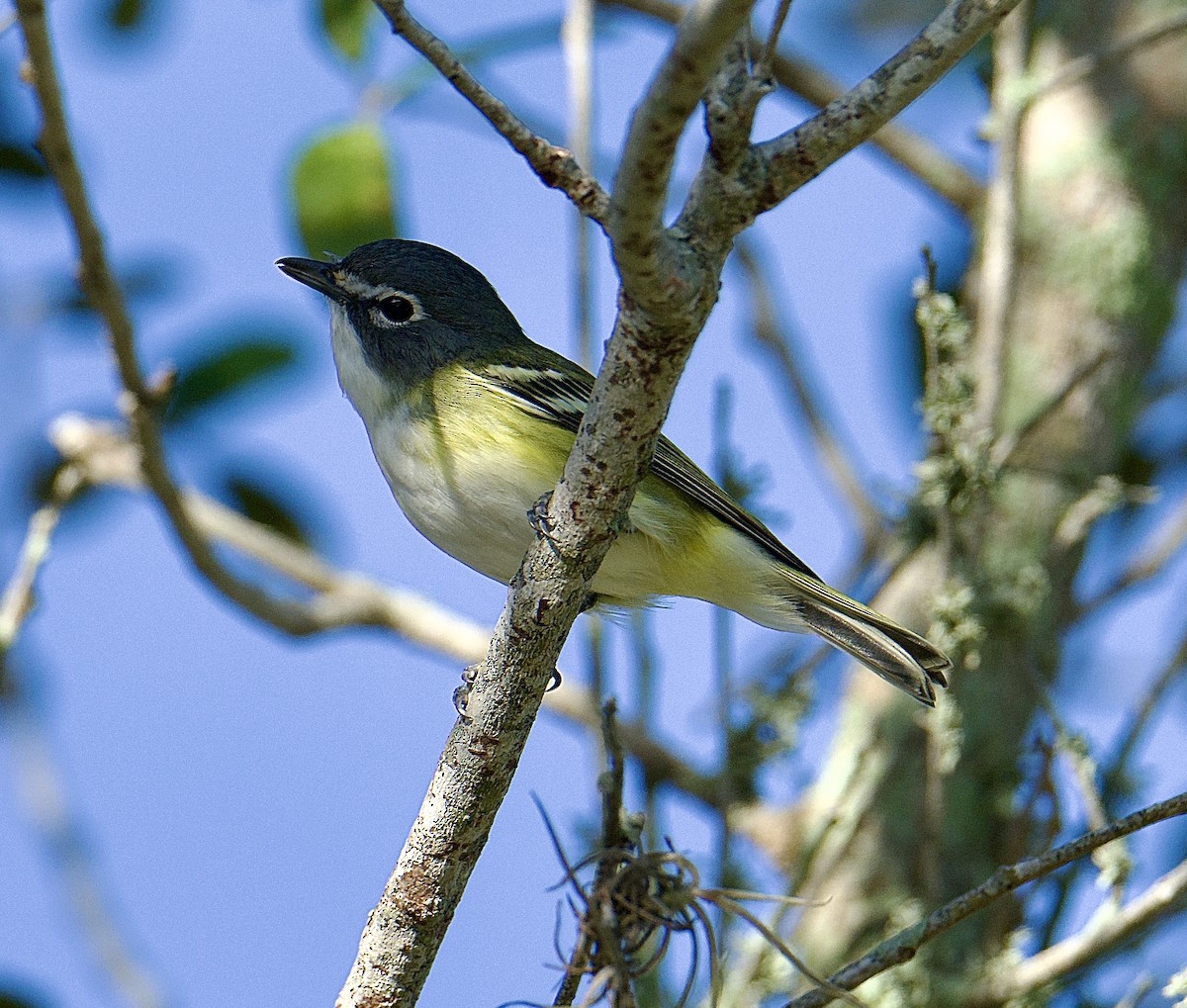 Blue-headed Vireo - ML648368895