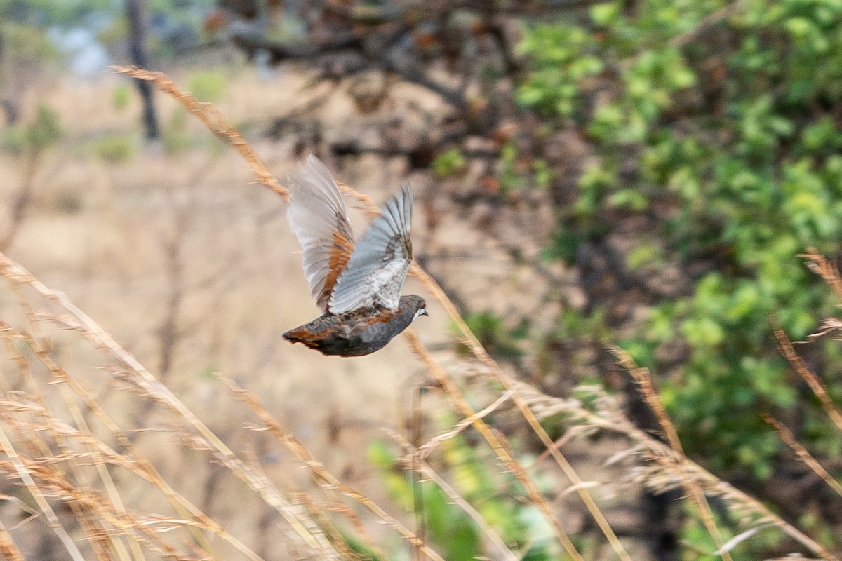 afrikablåvaktel - ML648368954