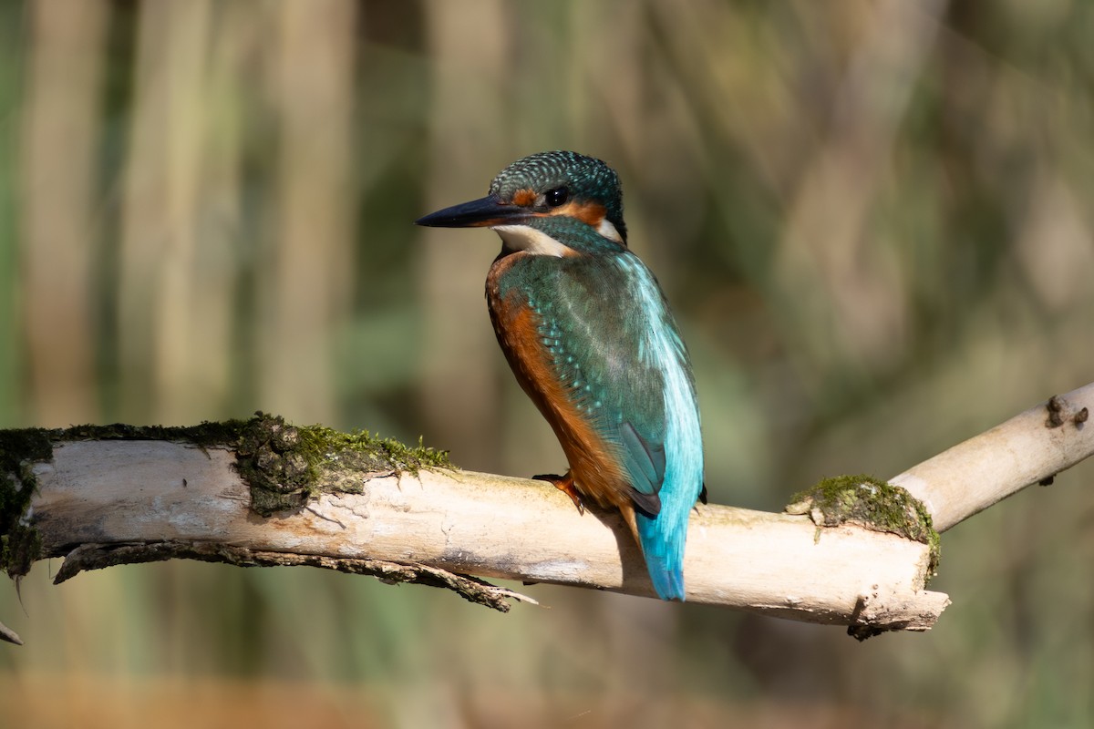 Common Kingfisher - ML648369390