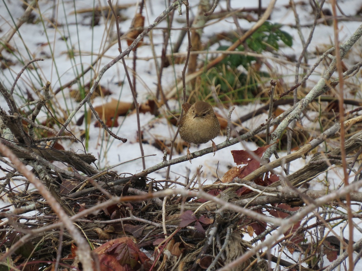 Winter Wren - ML648369680