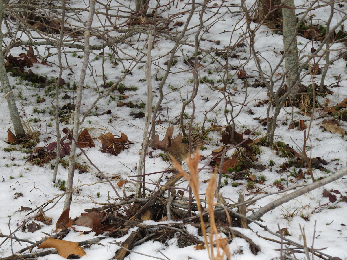 Winter Wren - ML648369681