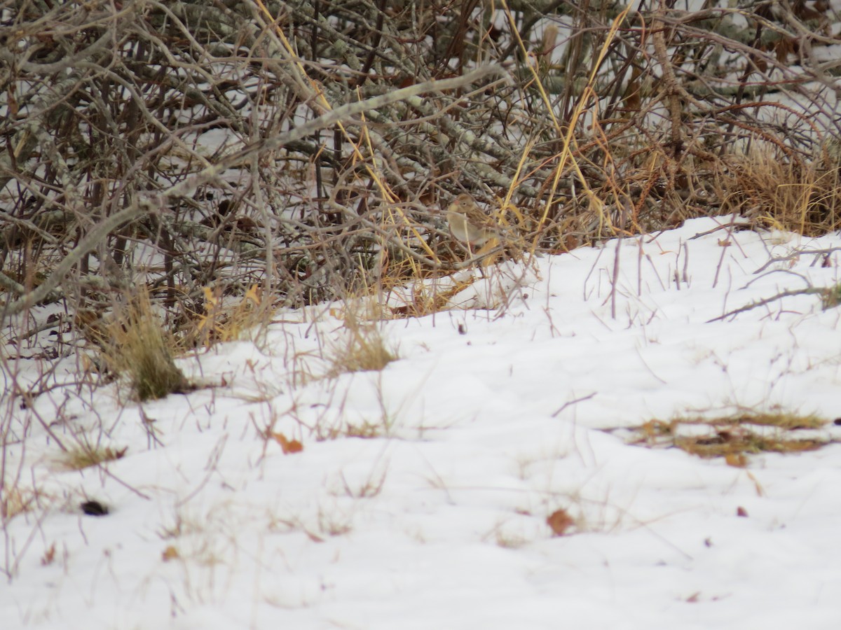 Field Sparrow - ML648369720
