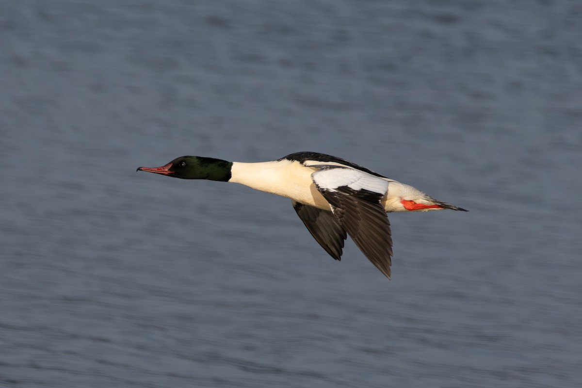 Common Merganser - ML648370071