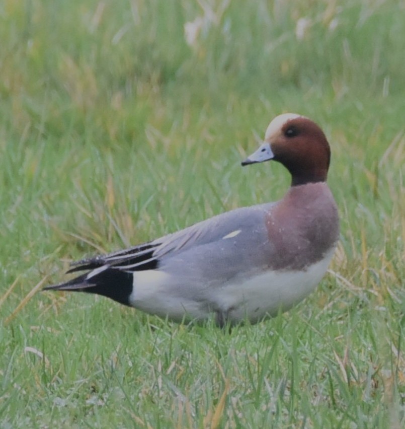 Eurasian Wigeon - ML648370337
