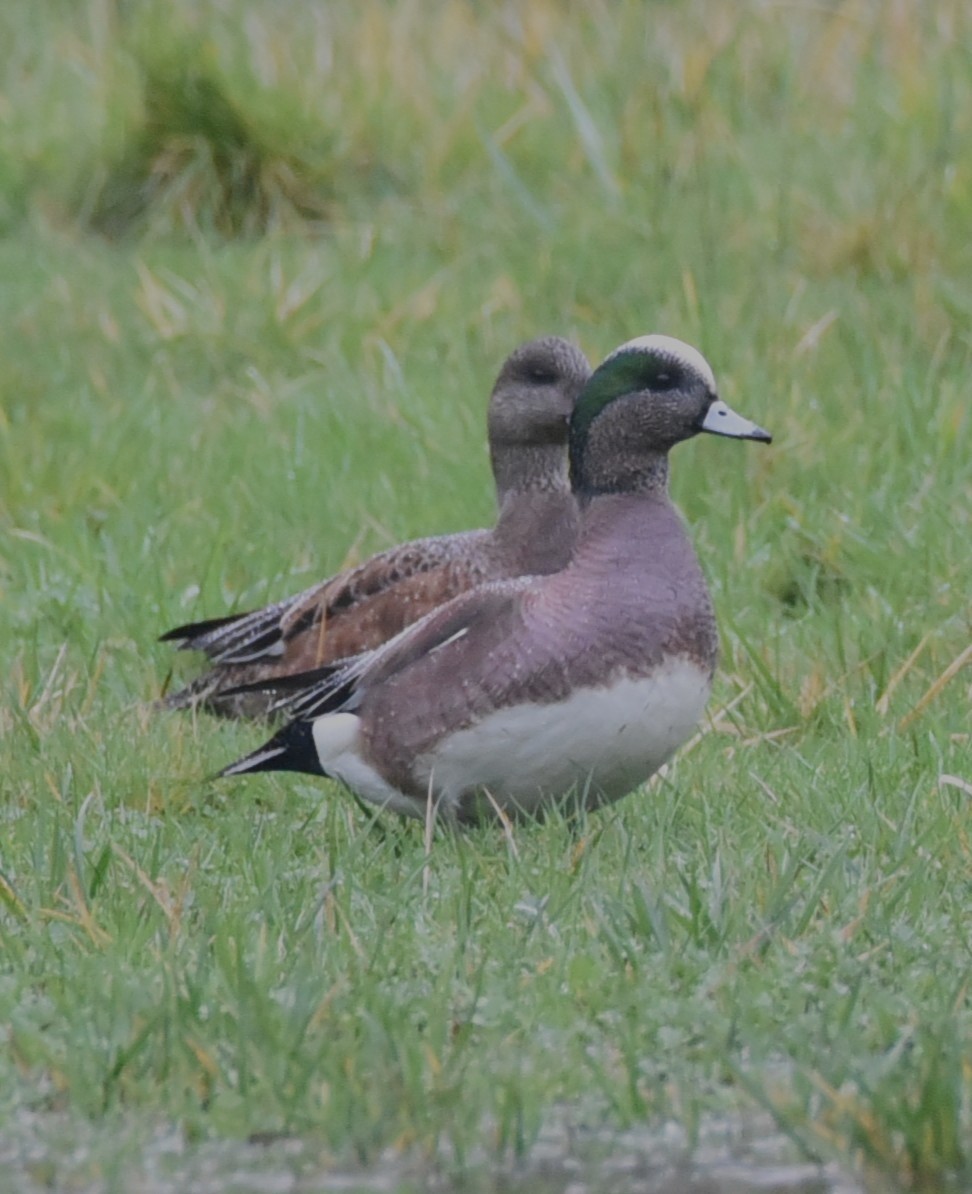 American Wigeon - ML648370379