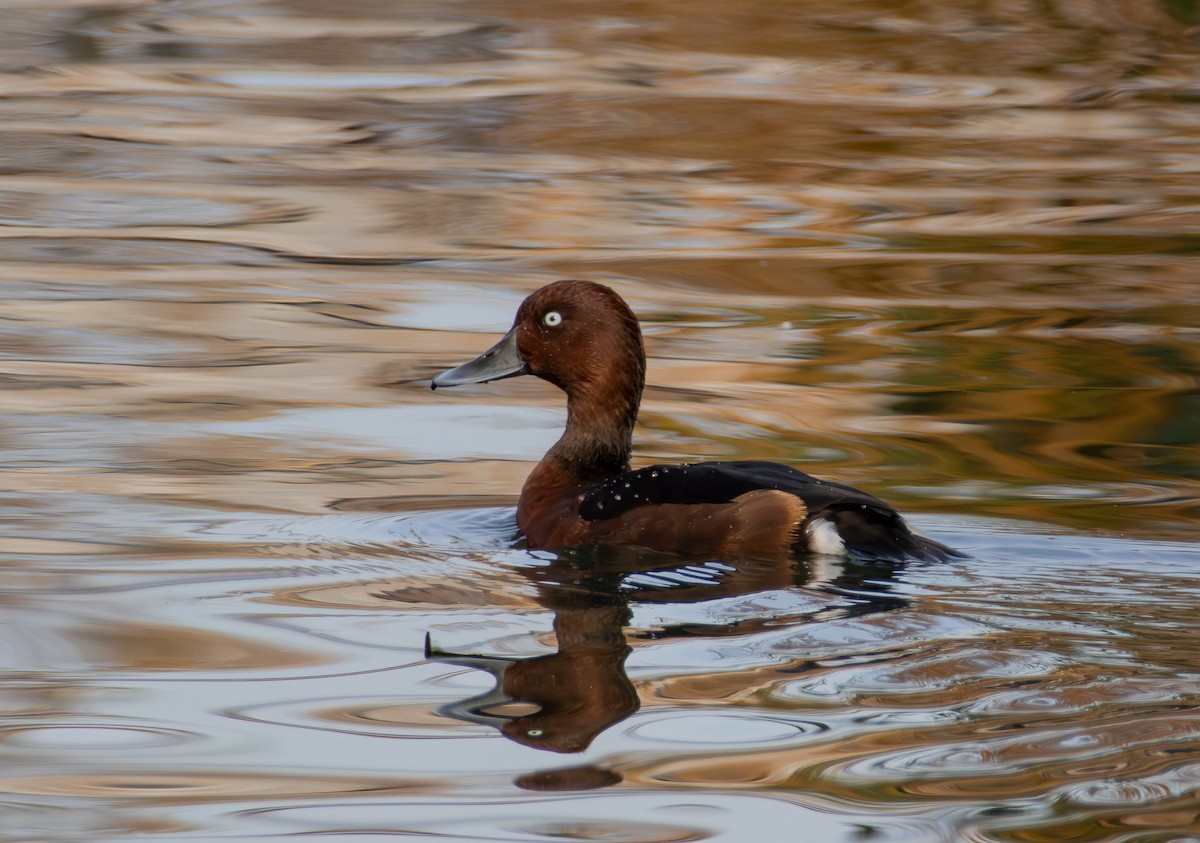 Ferruginous Duck - ML648370399