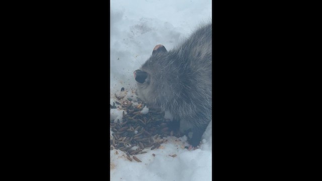 Säugetiere - ML648370623