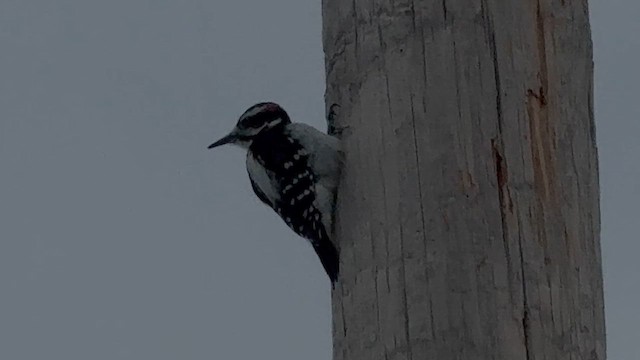 Haarspecht - ML648370634