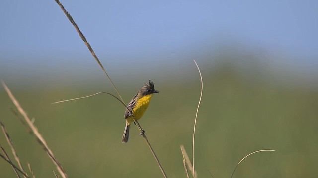 Crested Doradito - ML648370738