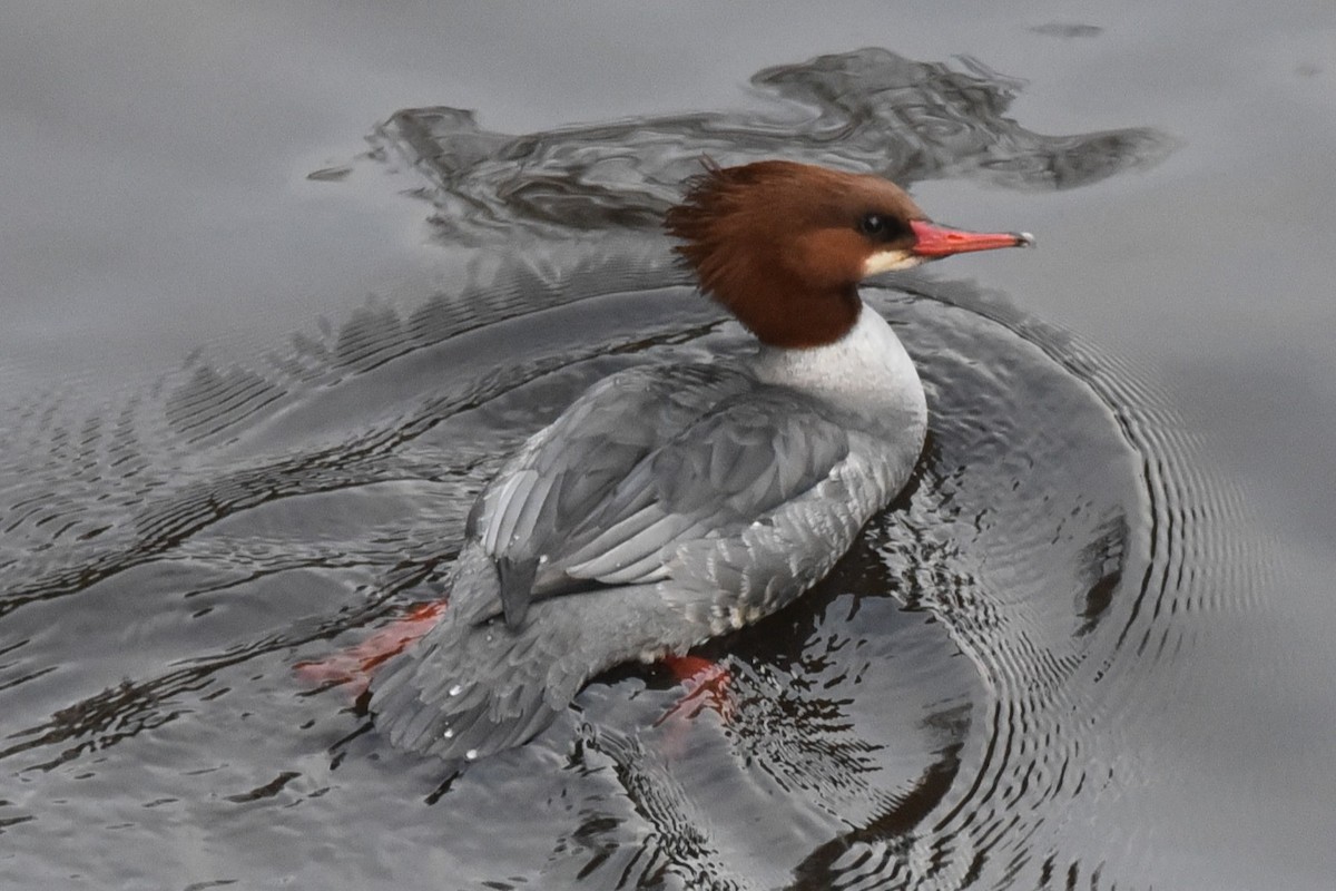 Common Merganser - ML648370745