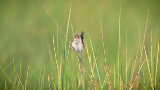 Grass Wren - ML648370761