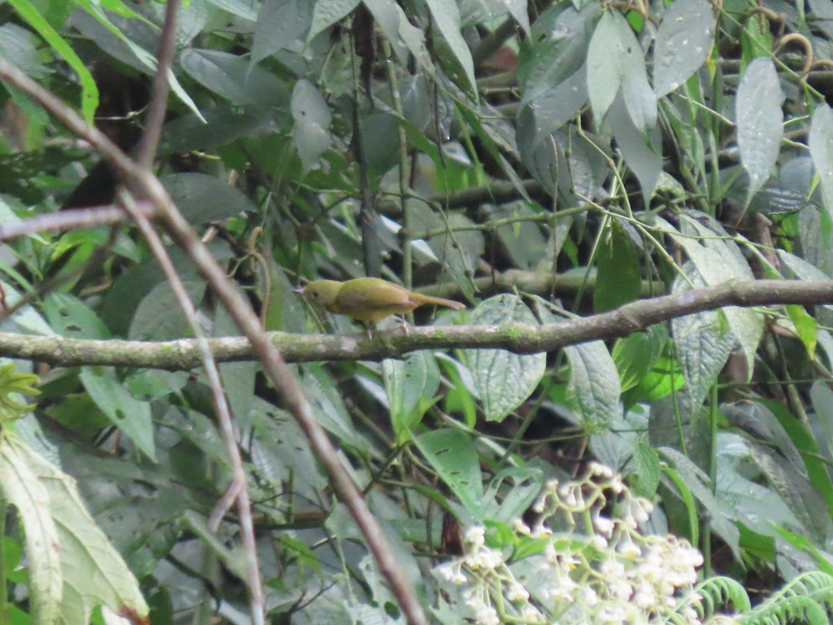 Schwarzschnabel-Pipratyrann - ML648370933