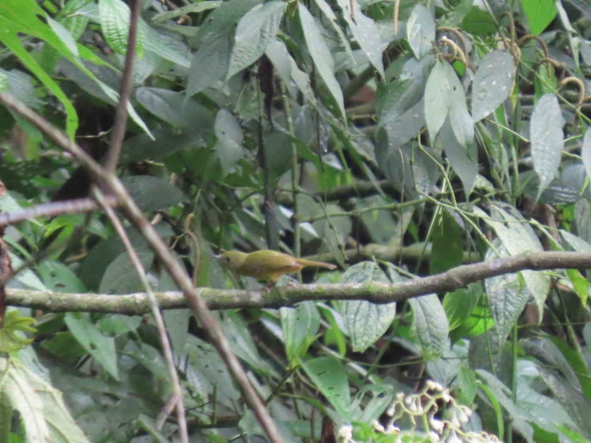 Schwarzschnabel-Pipratyrann - ML648370935