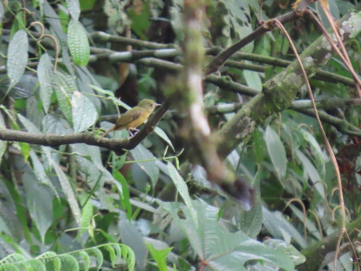 Schwarzschnabel-Pipratyrann - ML648370937