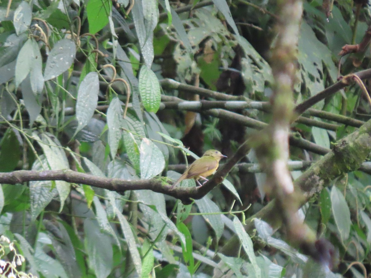 Schwarzschnabel-Pipratyrann - ML648370938